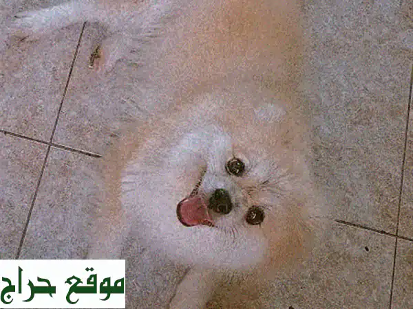 جرو بومرانيان أنثى ساحرة 7 شهور | رفيقة العمر بصحة ممتازة للبيع!