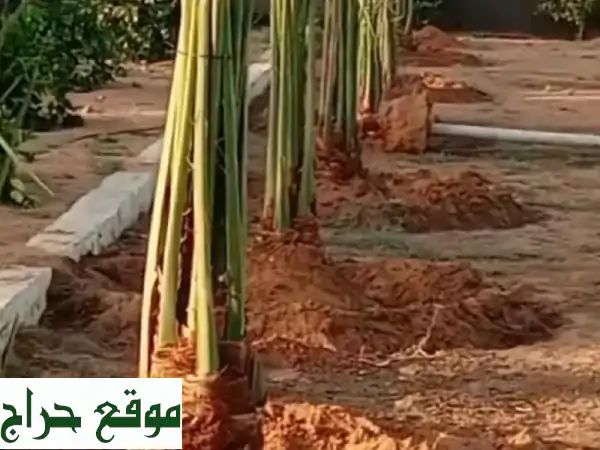 امتلك أجود نخيل للبيع: سكري، صقعي، خلاص، مجدول،...