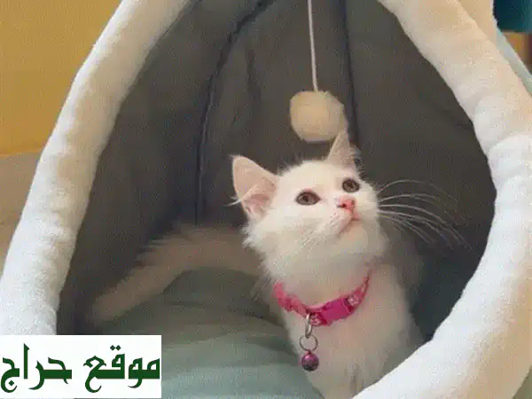 فرصة لا تعوض: قطة شيرازي أنثى بجمال آسر وعمر 4 شهور...