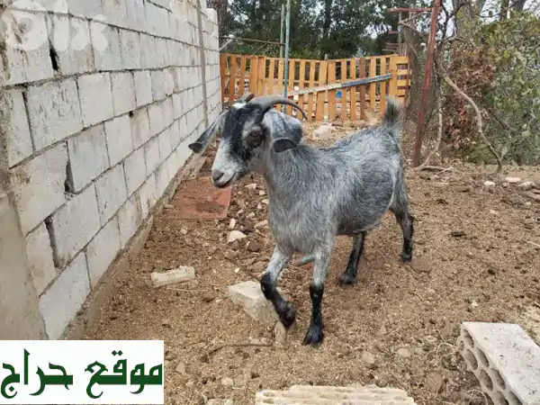 فرصة ذهبية: زوج ماعز بلدي حلوب للبيع - إنتاج حليب وفير وصحة ممتازة!