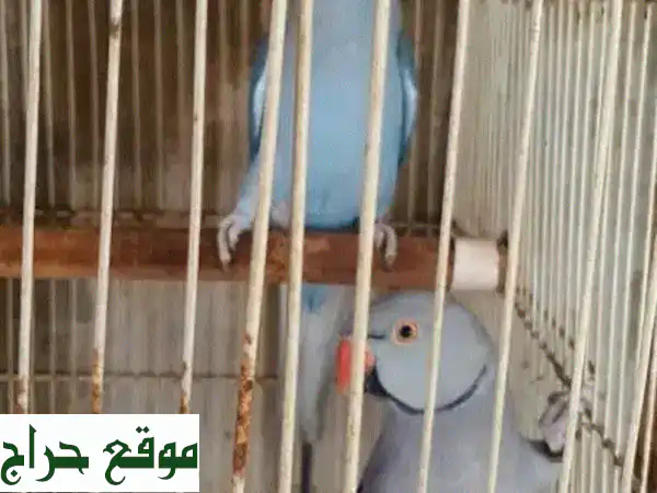 للبيع: زوج متو أزرق ورصاصي فاخر | جاهز للإنتاج وحجم...