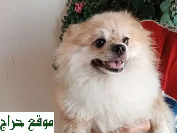 جرو بومرانيان أنثى ساحرة 7 شهور | رفيقة العمر...