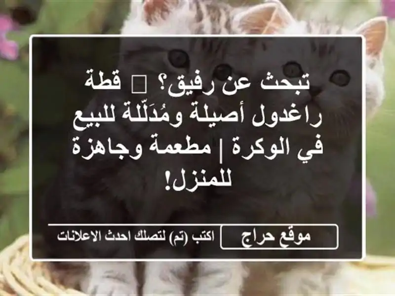 تبحث عن رفيق؟ 🐾 قطة راغدول أصيلة ومُدَلّلة للبيع...