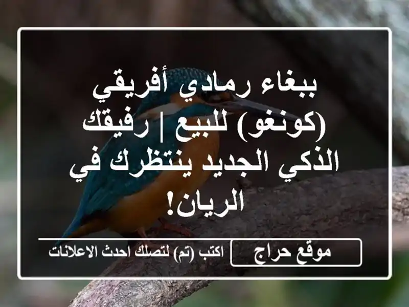 ببغاء رمادي أفريقي (كونغو) للبيع | رفيقك الذكي...