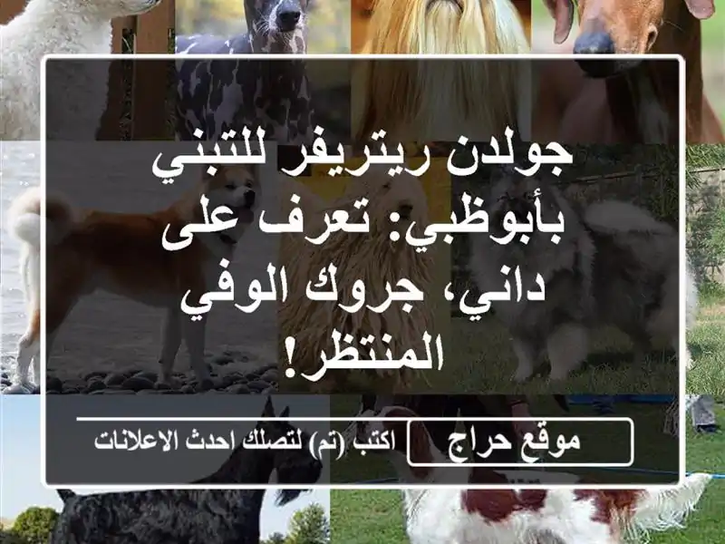 جولدن ريتريفر للتبني بأبوظبي: تعرف على داني،...