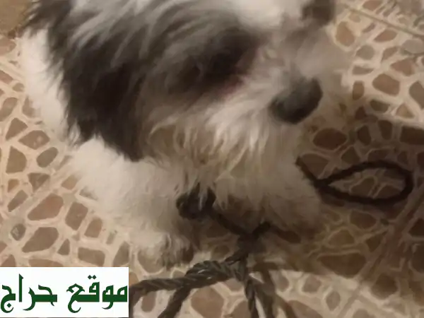 جرو مالتيزر أصيل ونظيف للبيع في جدة (حي الريان) - رفيقك المثالي بانتظارك!