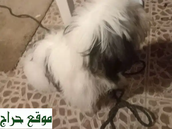 جرو مالتيزر أصيل ونظيف للبيع في جدة (حي الريان) -...