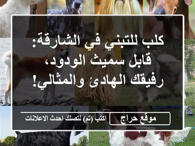 كلب للتبني في الشارقة: قابل سميث الودود، رفيقك...