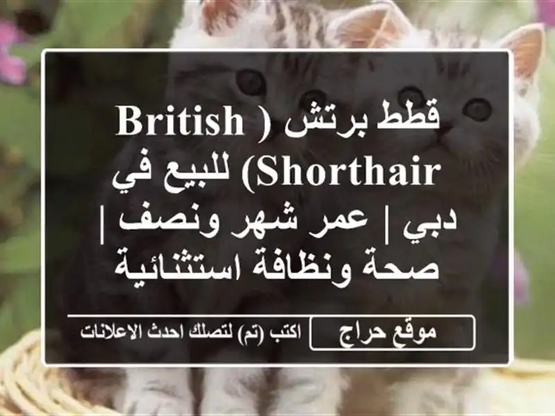 قطط برتش (British Shorthair) للبيع في دبي | عمر شهر ونصف |...