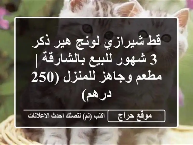 قط شيرازي لونج هير ذكر 3 شهور للبيع بالشارقة |...