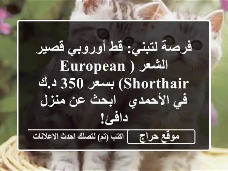 فرصة لتبني: قط أوروبي قصير الشعر (European Shorthair) بسعر 350...