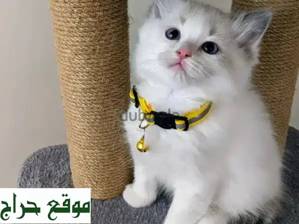 قطط راغدول أصيلة للبيع: رفقاء منزل مدلّلون وموثّقون!