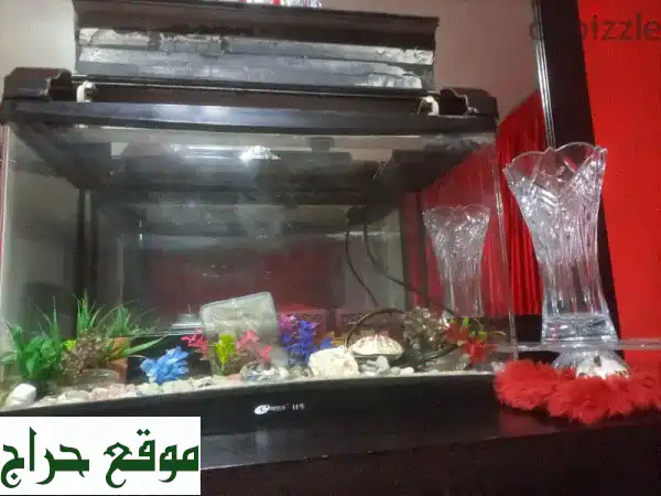 أكواريوم حوض سمك مستعمل بحالة ممتازة - فرصة لا تفوّت لهواة الأسماك! (75$)
