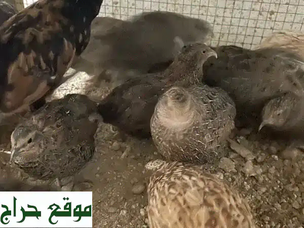سمان للبيع: طيور سمان صحية ومنتجة (1 دينار...