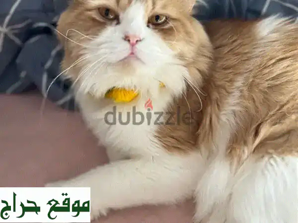 ★ قطط بيرشن لونج هير 