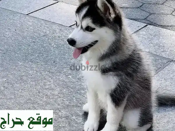 جرو هاسكي سيبيري للبيع | جمال ووفاء ينتظرانك في الكويت!