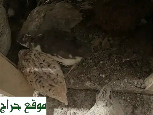 سمان للبيع: طيور سمان صحية ومنتجة (1 دينار بحريني للقطعة) – فرصة لا تعوض!