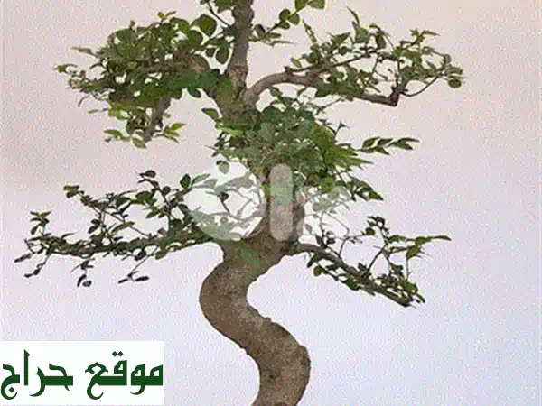 بونساي وردة الصحراء النادرة: إزهار دائم وجمال فريد لمنزلك! (توصيل لبنان)