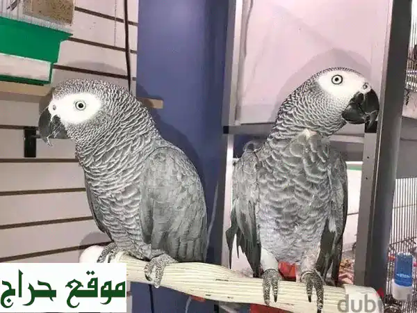 ببغاء رمادي إفريقي (كاسكو) مدلل للتبني: رفيق...