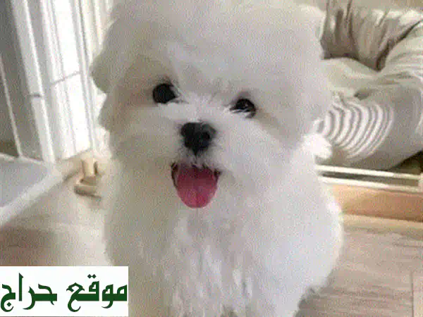 جرو هاسكي سيبيري للبيع | جمال ووفاء ينتظرانك في الكويت!