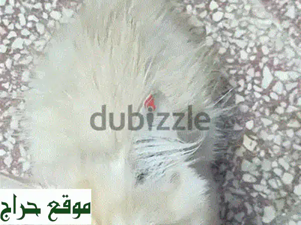 قط فارسي أصيل للبيع | ذكر عمر شهر ونصف | مدرب على الليتر بوكس | رفيقك المثالي