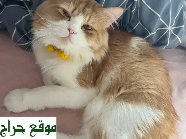 ★ قطط بيرشن لونج هير 