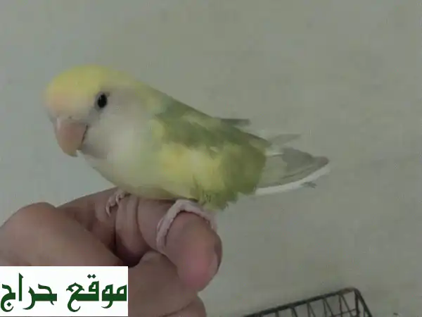 للبيع في ينبع البحر: ذكر روز أينوا نصف ولافة -...