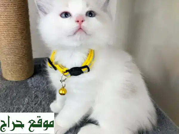 قطط راغدول أصيلة للبيع: رفقاء منزل مدلّلون وموثّقون!