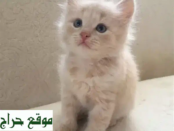 قط فارسي أصيل للبيع | ذكر عمر شهر ونصف | مدرب على...