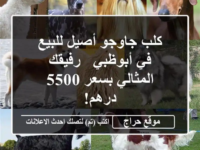 كلب جاوجو أصيل للبيع في أبوظبي - رفيقك المثالي بسعر...