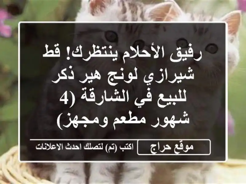 رفيق الأحلام ينتظرك! قط شيرازي لونج هير ذكر للبيع...