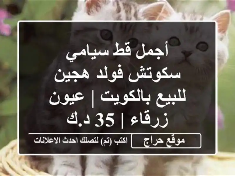 أجمل قط سيامي سكوتش فولد هجين للبيع بالكويت |...