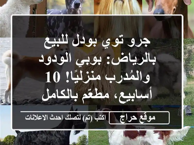 جرو توي بودل للبيع بالرياض: بوبي الودود...