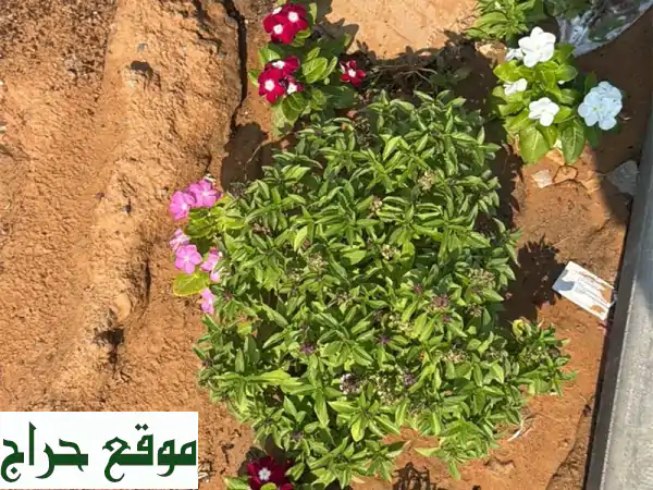 ثورة الزراعة المستدامة: وسط زراعي عضوي يوفّر 50% ماء و30% سماد لنمو مثالي!