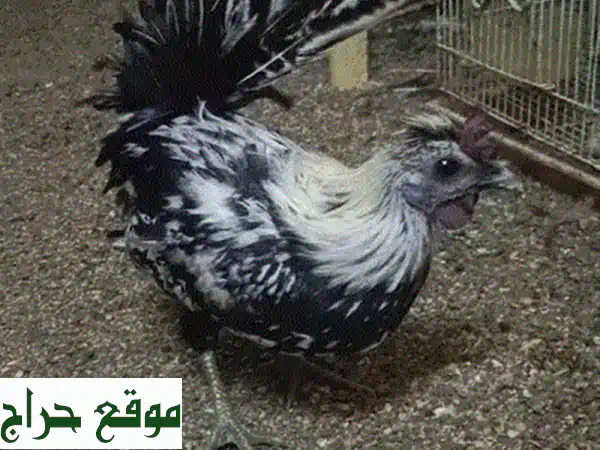 امتلك الأبطال: فروخ حمام سباق زاجل بعمر 7 أشهر - جاهزة للانطلاق والتفوق!