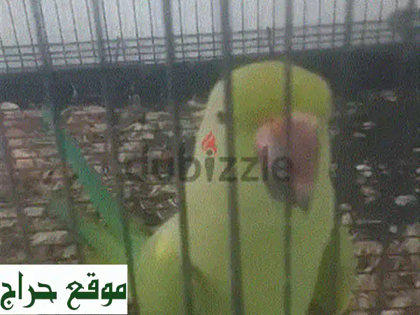 ✨ فرصة ذهبية! بغاء أليف يتكلم بطلاقة 🦜 | رفيقك...