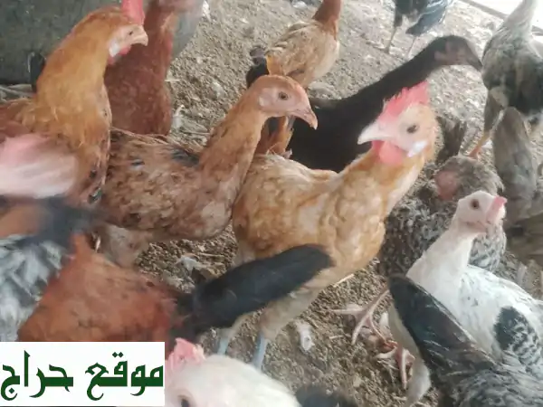 🌟 فرصة ذهبية: دجاج فيومي بلدي عربي للبيع بجدة | صحة ممتازة وأعمار متنوعة في غولا!