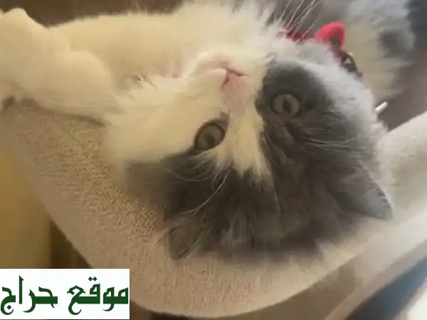 فرصة ذهبية: تبنّى قط هملايا ذكر مميز (3.5 شهور) مجاناً...