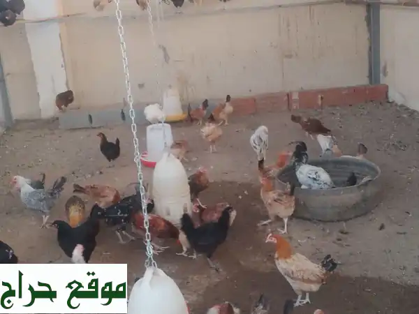 🌟 فرصة ذهبية: دجاج فيومي بلدي عربي للبيع بجدة |...