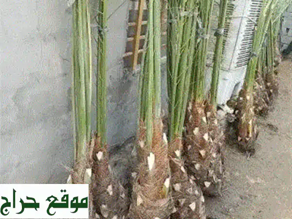 نخيل واشنطن وغربي: توريد وغرس احترافي | حوّل...