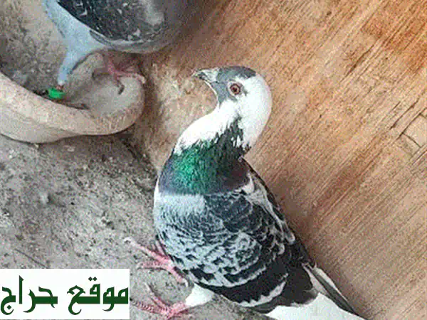 امتلك الأبطال: فروخ حمام سباق زاجل بعمر 7 أشهر -...