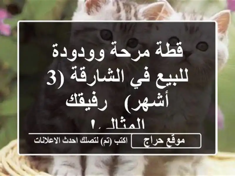 قطة مرحة وودودة للبيع في الشارقة (3 أشهر) -...