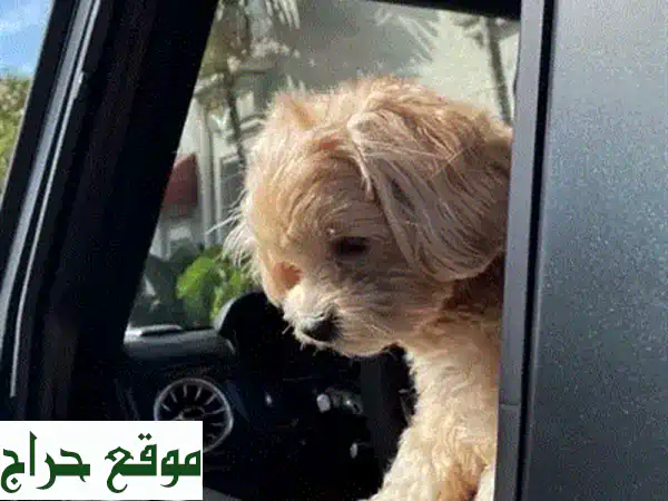 جرو بيتبول أزرق أصيل للبيع: رفيقك المثالي...