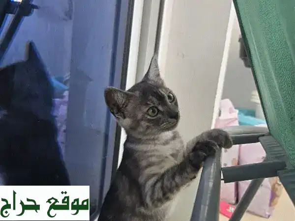 فرصة لا تعوض: تبنى قطط صغيرة مرحة وجميلة بعمر...