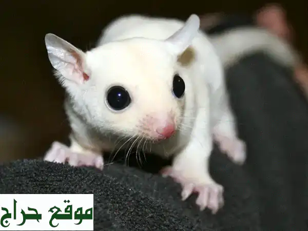 فرصة ذهبية: زوج شوجر قلايدر رائع للبيع (ذكر أبيض...