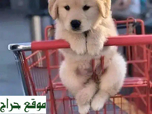 فرصة لا تعوض! جرو جولدن ريتريفر أصيل ومحب جاهز...