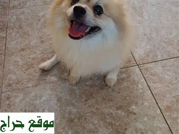 جرو بومرينيان أنثى للبيع: 8 شهور من البهجة...