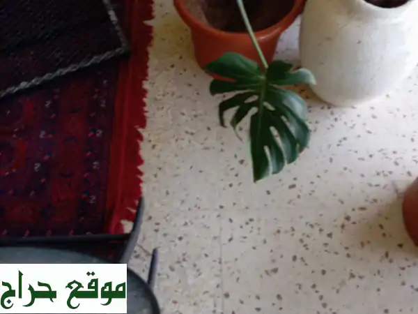 فرصة ذهبية ببريدة! 32 حوض شجر طبيعي فخم + 6 أحواض صغيرة للبيع المستعجل - ديكور أخضر لمنزلك!