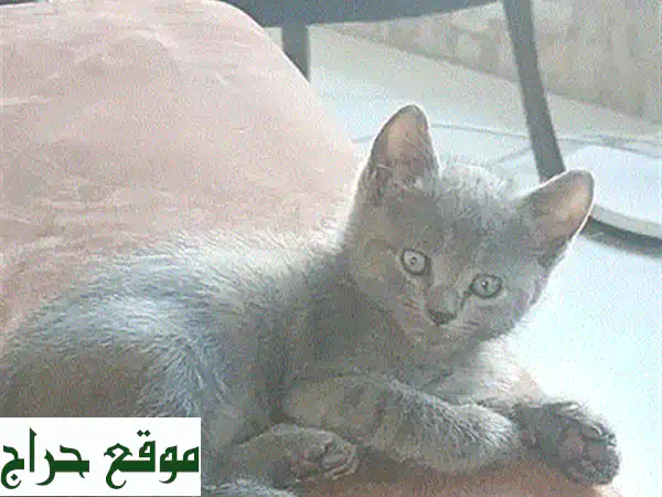 ذكر بريتش شيرازي أصيل للبيع: عمر سنة، هادئ وعاقل - رفيقك المثالي!