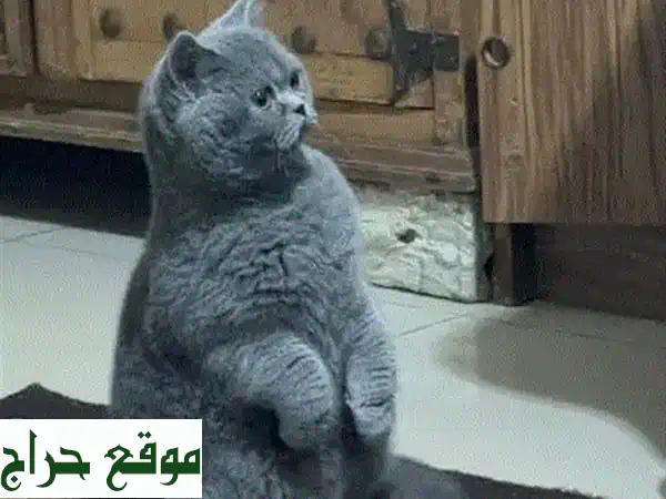 ذكر بريتش شيرازي أصيل للبيع: عمر سنة، هادئ وعاقل...